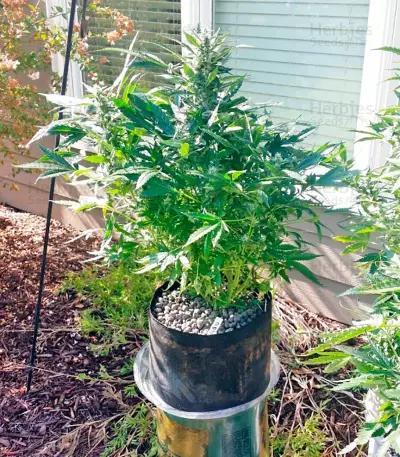 Sour Diesel Auto feminized seeds