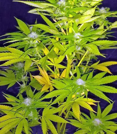 Strawberry Blue Seeds