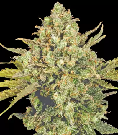 Warlock feminized seeds