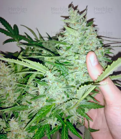 Black Jack Auto feminized seeds