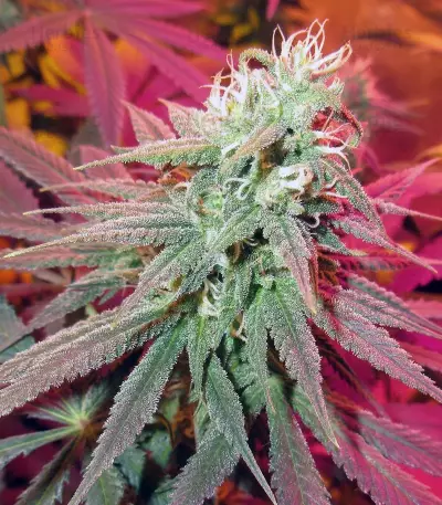 Green Gelato Seeds