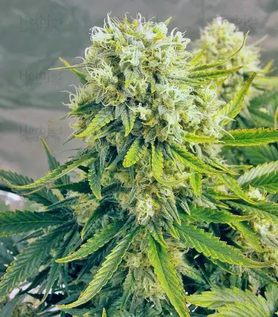 Killer Kush Auto Seeds