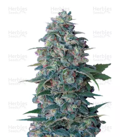 Graines de cannabis Hashberry regular (Mandala Seeds)