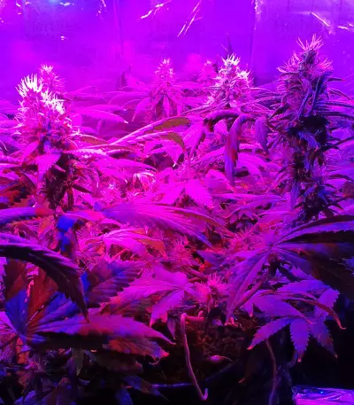 California Dream Seeds