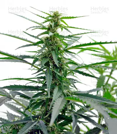 White Russian #1 Auto (Serious Seeds)
