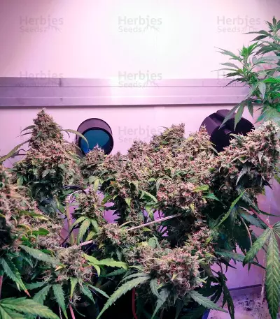 Semi di Auto White Widow femminizzati (Dutch Passion)