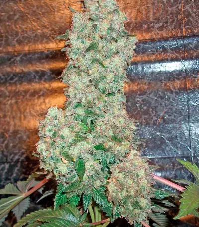 Bubba Kush Seeds (Humboldt Seeds Organization)