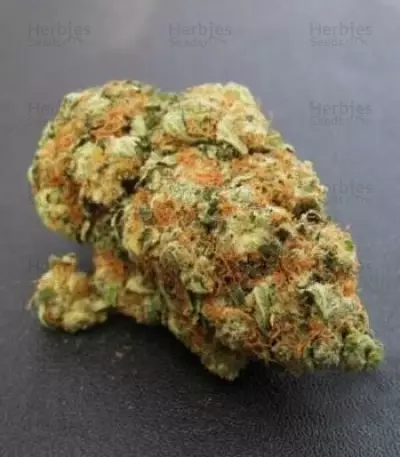 Graines de cannabis Bubble Kush (RQS)