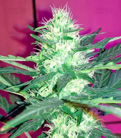 Critical + Autoflowering feminized seeds by