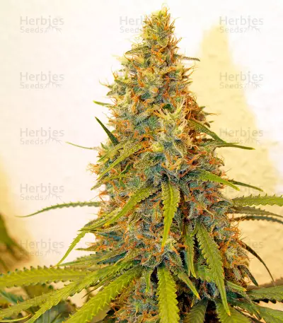 Dedoverde Haze (Humboldt Seeds Organization)