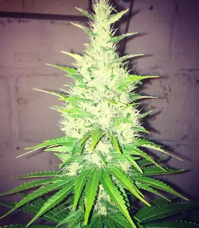 Graines de cannabis Goji Haze (Sumo Seeds)