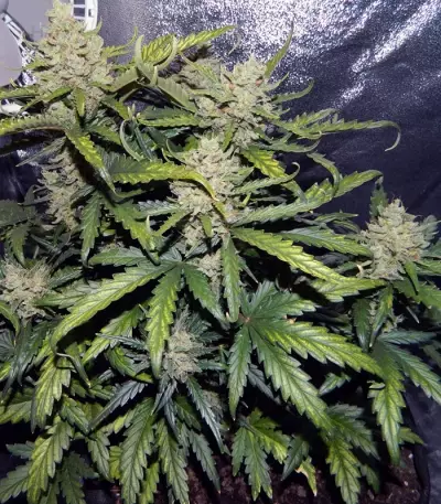 Green Crack Auto Seeds