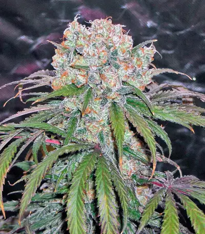 Kaya Gold Seeds