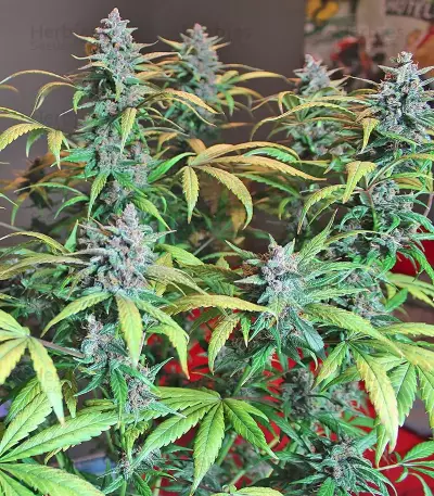 Graines féminisées de LSD-25 Auto (Fast Buds)