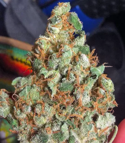 Lemon Thai Kush Seeds