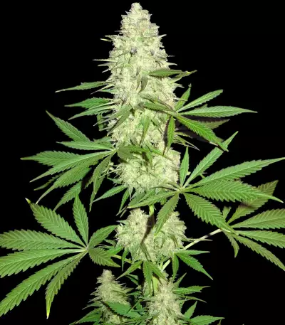 Maya Gold Seeds