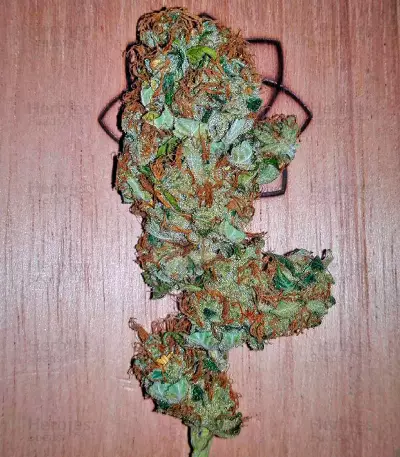Moby Dick feminized seeds (Dinafem Seeds)