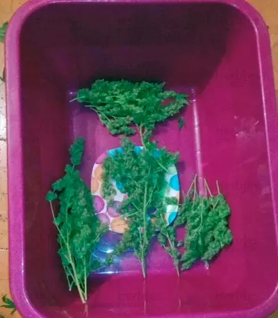 Northern Lights (Pyramid Seeds)