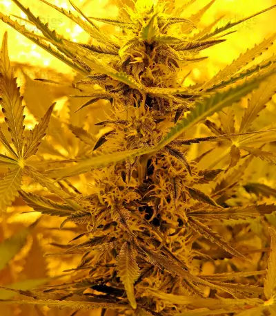 Skunk Auto (Strain Hunters)