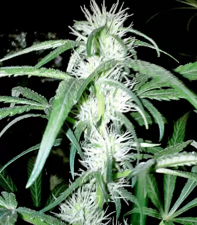 Strawberry Blue Seeds