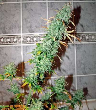Semi femminizzati UK Cheese Auto