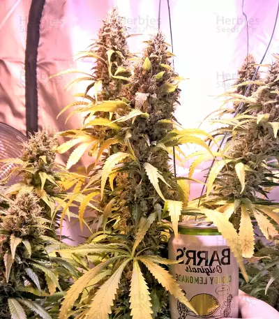 White Lemon (Strain Hunters)