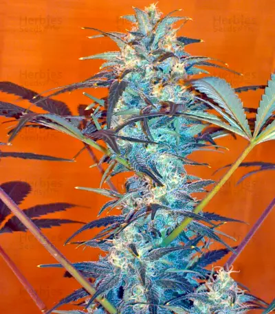 White Rhino regular seeds