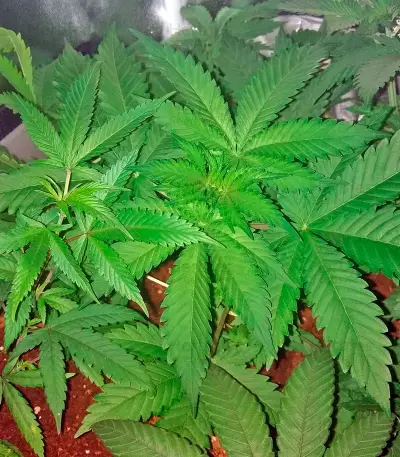 Graines de cannabis Wonder Woman (Nirvana Seeds)