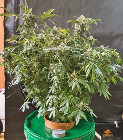 Outlaw feminized seeds