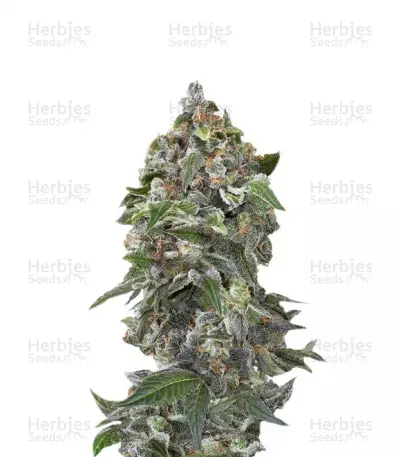 Buy White Cheese Autoflowering feminized seeds