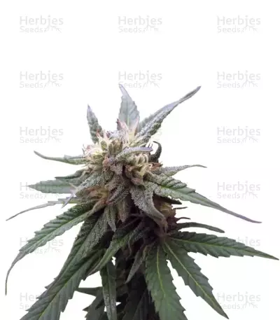 Fruitylicious (Mandala Seeds)