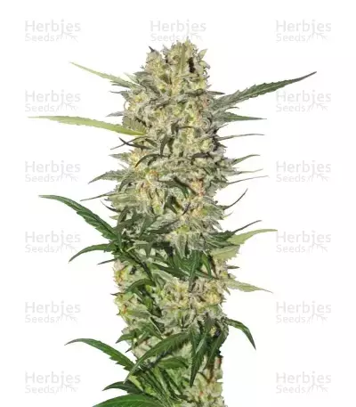 Northern Light feminized seeds (Royal Queen Seeds)