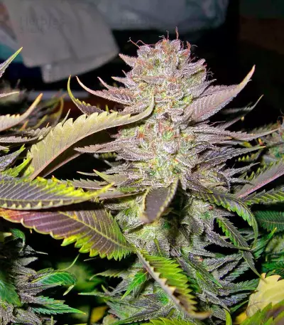Smile feminized seeds