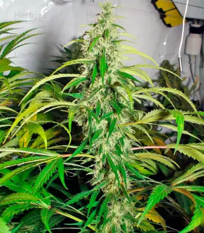 Sweet Tai (Sweet Seeds)