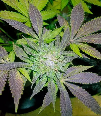 White Widow feminized seeds (Pyramid Seeds)