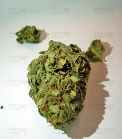 Auto 00 Kush Seeds