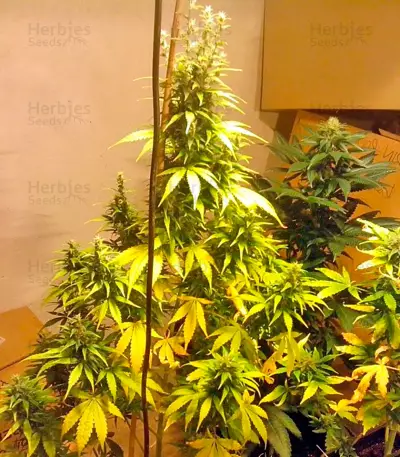 Auto Bubble Gum Seeds