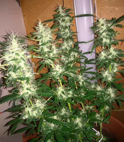 Auto Super Hash (Pyramid Seeds)