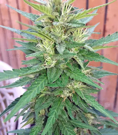 Blue Dream strain