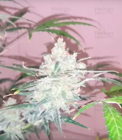 Bulk Smash Auto feminized seeds