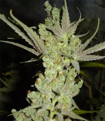 Canadian Kush Seeds