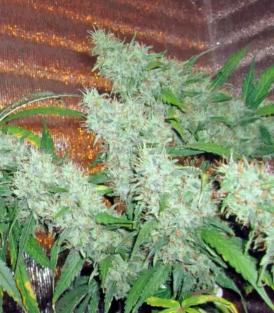 Graines de cannabis Damnesia (Strain Hunters)