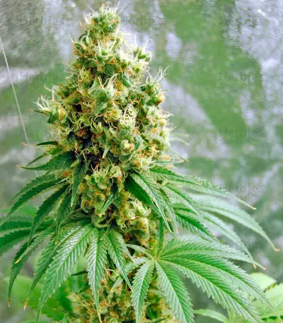 Dinamex (Dinafem Seeds)