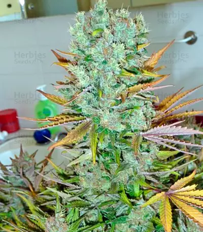 Ice (Nirvana Seeds)
