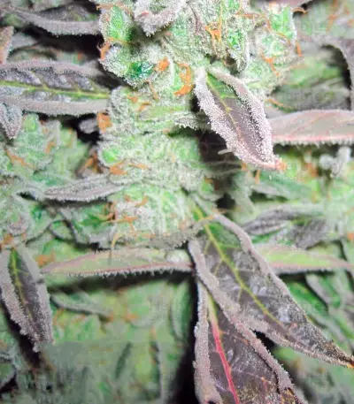 Lemon Thai Kush Seeds