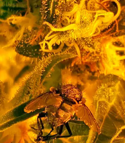 Graines de cannabis Mazar X Great White Shark (World of Seeds)