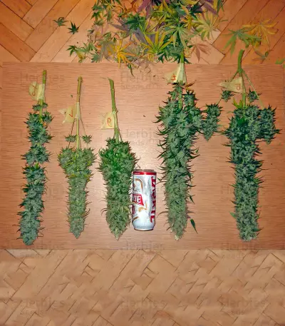 Northern Light feminized seeds (Nirvana Seeds)