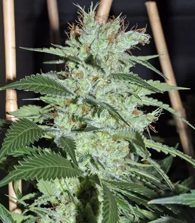 Smile Max Auto (Kannabia Seeds)
