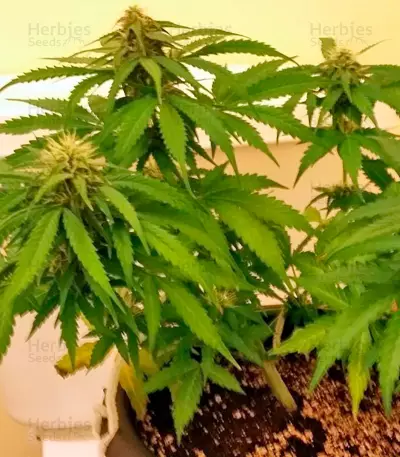 Sugar Mango Ryder Auto (World of Seeds)