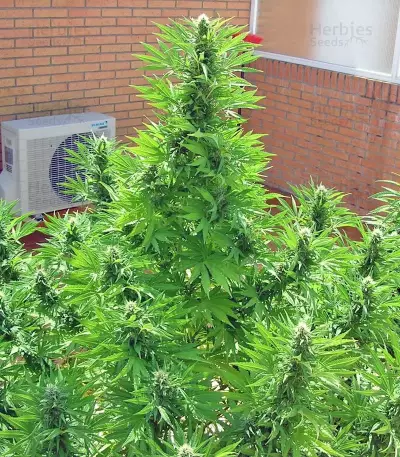 SAD Sweet Afgani Delicious S1 fem (Sweet Seeds)